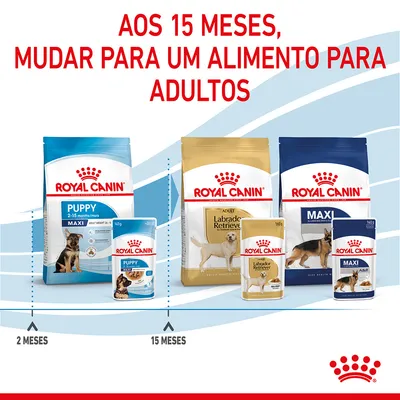 Aos 15 meses, mudar para um alimento para adultos. Embalagens Royal Canin Puppy Maxi até 15 meses e Royal Canin Adult Labrador Retriever e Maxi a partir dos 15 meses.