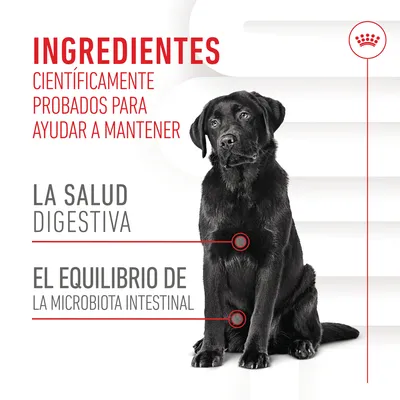 INGREDIENTES científicamente probados para ayudar a mantener la salud digestiva y el equilibrio de la microbiota intestinal. Imagen de un perro negro sentado.