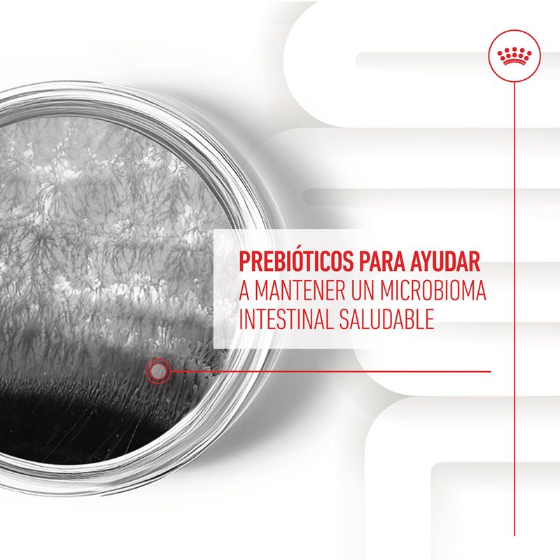 Royal Canin Digestion Adult suplemento masticable