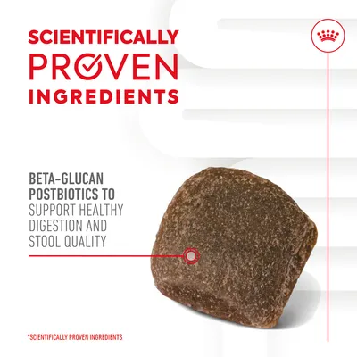 Beta-glucan postbiotics to support healthy digestion and stool quality. Scientifically proven ingredients highlighted next to a single kibble piece.