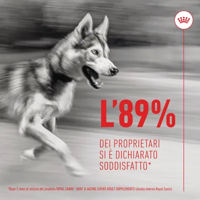 L'89% dei proprietari si è dichiarato soddisfatto. Dopo 2 mesi di utilizzo del prodotto ROYAL CANIN Joint & Ageing Chews Adult Supplements (studio interno Royal Canin).