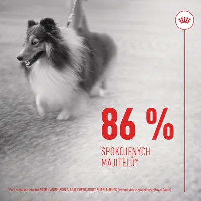 86 % spokojených majitelů* Po 2 měsících užívání ROYAL CANIN SKIN & COAT CHEWS ADULT SUPPLEMENTS (interní studie společnosti Royal Canin)