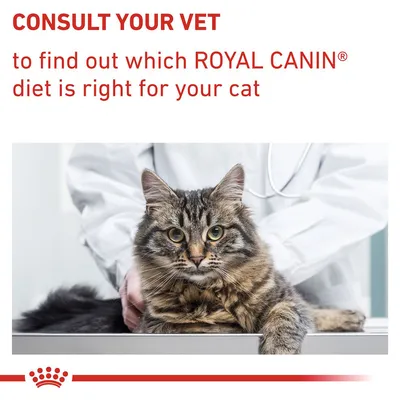 Consult your vet to find out which Royal Canin diet is right for your cat. Image shows a cat at the vet with a person in a white coat.