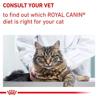 Consult your vet to find out which Royal Canin diet is right for your cat. Image shows a cat on an examination table with a veterinarian.