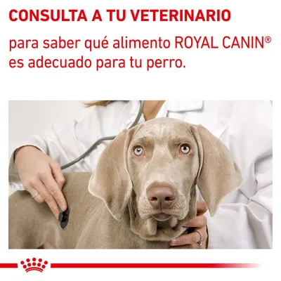 CONSULTA A TU VETERINARIO para saber qué alimento ROYAL CANIN® es adecuado para tu perro. Texto en español sobre imagen de veterinario examinando a un perro.