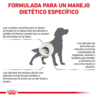Infografía sobre manejo dietético específico en perros. Explica formación de cristales urinarios, cálculos de estruvita y oxalato cálcico según minerales y pH de la orina.