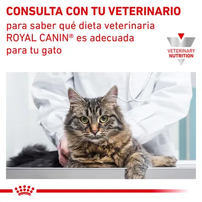 CONSULTA CON TU VETERINARIO para saber qué dieta veterinaria ROYAL CANIN® es adecuada para tu gato. VETERINARY NUTRITION. Imagen de un gato en una consulta veterinaria.