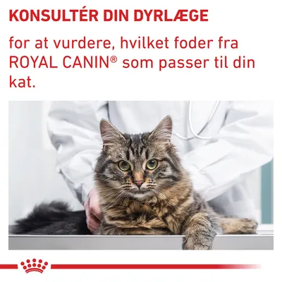 KONSULTÉR DIN DYRLÆGE for at vurdere, hvilket foder fra ROYAL CANIN som passer til din kat. Tekst over billede af kat og person i hvid kittel.
