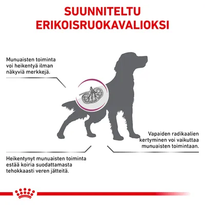 SUUNNITELTU ERIKOISRUOKAVALIOKSI. Munuaisten toiminta voi heikentyä ilman näkyviä merkkejä. Heikentynyt munuaisten toiminta estää koiria suodattamasta tehokkaasti veren jätteitä. Vapaiden radikaalien kertyminen voi vaikuttaa munuaisten toimintaan.