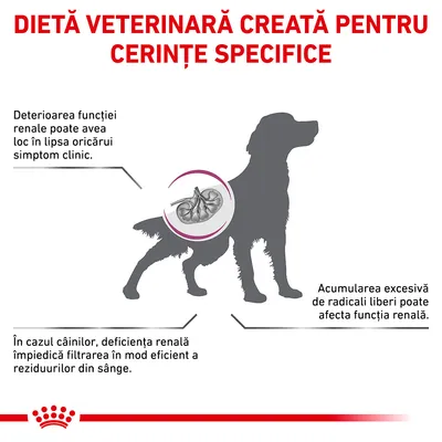 Dietă veterinară creată pentru cerințe specifice. Deteriorarea funcției renale poate avea loc fără simptome. Deficiența renală la câini împiedică filtrarea reziduurilor din sânge.