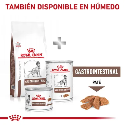 Royal Canin Gastrointestinal seco y húmedo para perros, envases con imagen de perro. Texto: 'TAMBIÉN DISPONIBLE EN HÚMEDO', 'GASTROINTESTINAL', 'PATÉ'.
