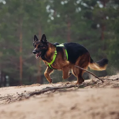 Hund mit leuchtend grünem Geschirr läuft im Freien. Hund mit leuchtend grünem Geschirr läuft im Freien.