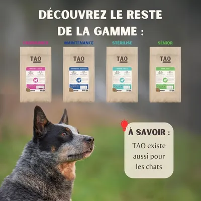 Gamme de croquettes TAO pour chiens : Croissance, Maintenance, Stérilisé, Sénior. Texte visible : « À savoir : TAO existe aussi pour les chats ».