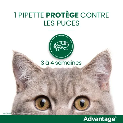1 pipette protège contre les puces, 3 à 4 semaines. Marque Advantage. Illustration d'une puce et tête de chat visible.