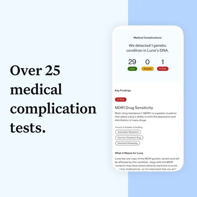 Over 25 medical complication tests. Example result: 29 clear, 0 notable, 1 at risk genetic condition detected. Key finding shown is MDR1 drug sensitivity.