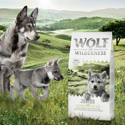 Wolf of Wilderness Junior Green Fields, ricetta 100% senza cereali con carne fresca di pollo e agnello, frutti di bosco, radici ed erbe.