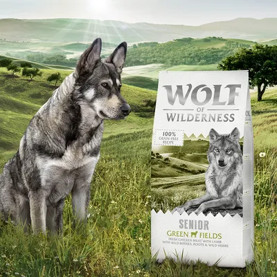 Sac de croquettes Wolf of Wilderness Senior Green Fields, texte visible : 100 % grain-free recipe, fresh chicken meat with lamb, with wild berries, roots & wild herbs. Chien assis à côté.
