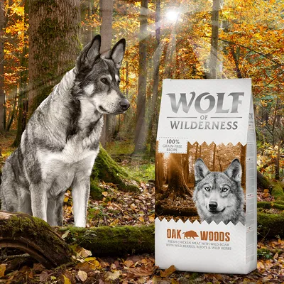 Συσκευασία Wolf of Wilderness Oak Woods, 100% grain-free recipe. Φρέσκο κοτόπουλο με αγριόχοιρο, μούρα, ρίζες και άγρια βότανα. Εικόνα σκύλου δίπλα στη συσκευασία.