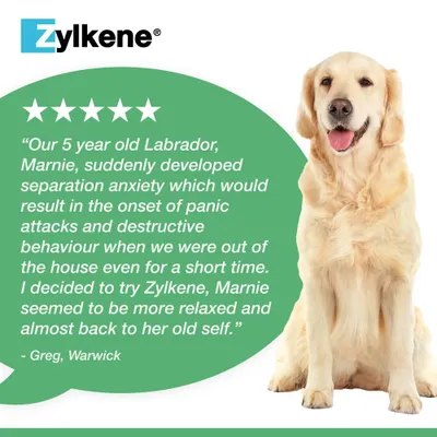 Zylkene Calming Supplement for Medium Dogs 10 - 30 kg - 20 Capsules Zylkene Calming Supplement for Medium Dogs 10 - 30 kg - 20 Capsules
