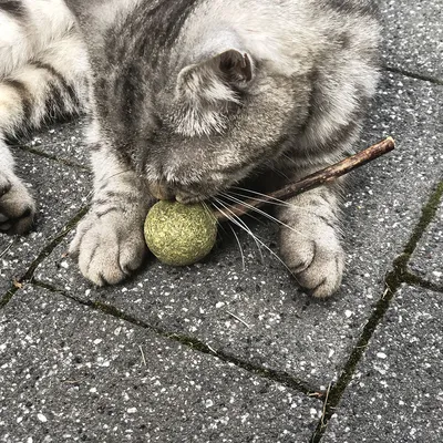 Grå katt leker med en grön boll av pressad kattmynta och en liten träpinne på gatstenar.