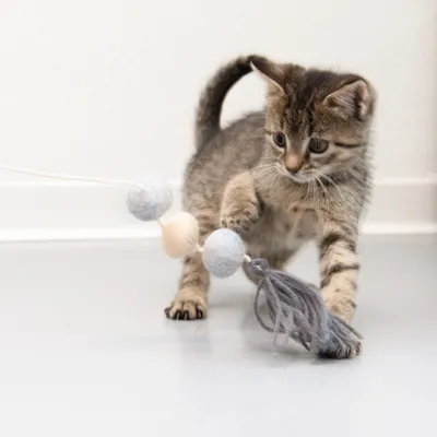 Kitten playing with a toy fishing rod made of felt balls and tassels.