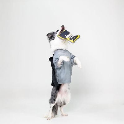 Giocattolo con design Batman, sfondo giallo e bordo grigio, adatto per pet.