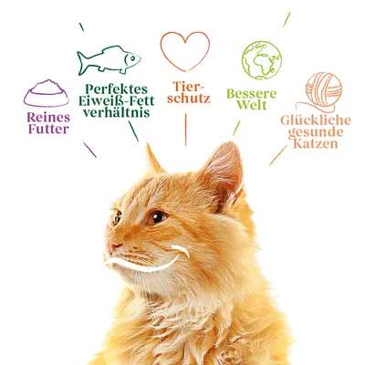 Orangefarbene Katze mit Text: Reines Futter, Perfektes Eiweiss-Fett-Verhältnis, Tierschutz, Bessere Welt, Glückliche gesunde Katzen.