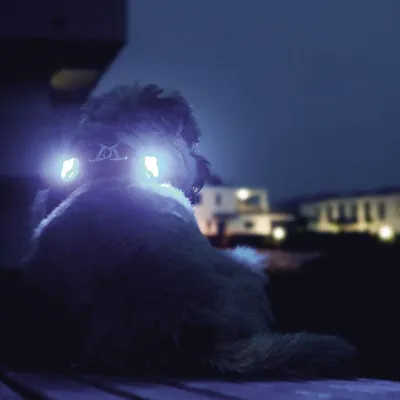 Hund mit leuchtendem LED-Geschirr in der Nacht, sichtbar vor einem dunklen Hintergrund mit beleuchteten Gebäuden. Hund mit leuchtendem LED-Geschirr in der Nacht, sichtbar vor einem dunklen Hintergrund mit beleuchteten Gebäuden.