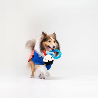 Jouet pour chien en peluche représentant un personnage en costume bleu et rouge avec cape, accroché à un anneau texturé bleu en plastique.
