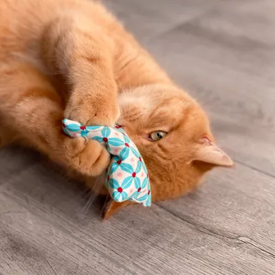 Röd katt leker med blått tygleksak med blommönster på trägolv.