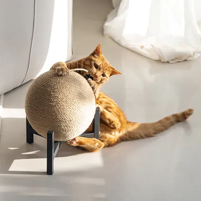 Cat scratching toy in ball shape made of sisal on black frame, used by an orange cat.