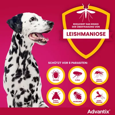 Reduziert das Risiko der Übertragung von Leishmaniose. Schützt vor 6 Parasiten: Zecken, Flöhe, Stechmücken, Stechfliegen, Haarlinge, Sandmücken. Advantix.