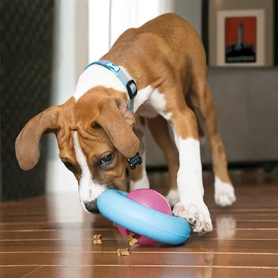 Hund spielt mit einem interaktiven Spielzeug, das Leckerlis freigibt. Blau-rosa Design auf Holzboden.
