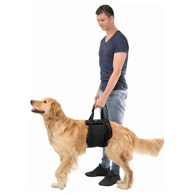 Cane con supporto di sollevamento nero tenuto da una persona. Il prodotto mostra assistenza per cani durante la camminata. Cane con supporto di sollevamento nero tenuto da una persona. Il prodotto mostra assistenza per cani durante la camminata.