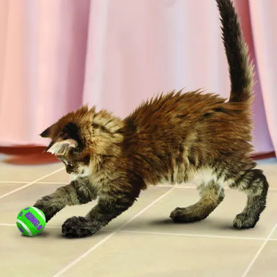 Braun gestreifte Katze spielt mit grünem und violettem Ball, auf dem 'KONG' steht.