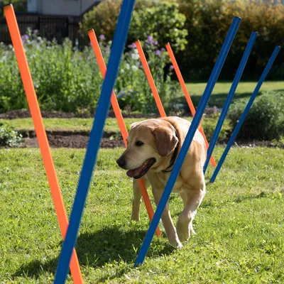 Hund läuft durch einen Parcours aus abwechselnd orange und blau gefärbten Stangen auf einer Wiese.
