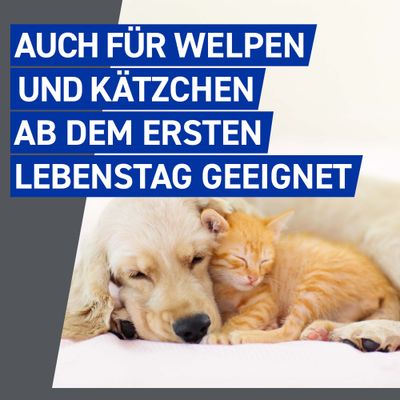 Frontline® Spray für Hund & Katze