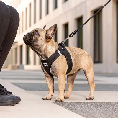 Bouledogue français portant un harnais noir Curli, attaché à une laisse, debout à côté d’une personne en extérieur urbain. Marque Curli visible sur le harnais.