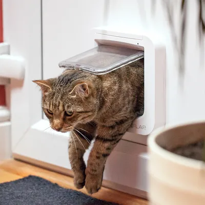 Gato atigrado marrón usa una gatera blanca con puerta transparente para pasar por una puerta.