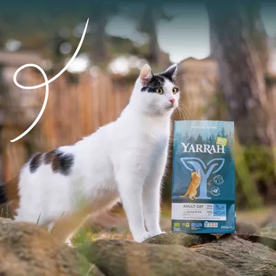 Yarrah Bio Adult Cat kanaa & kalaa, 800 g. Tiedot: proteiini 30 %, rasva 13 %. Pakkaus valkoisen kissan vieressä ulkona.