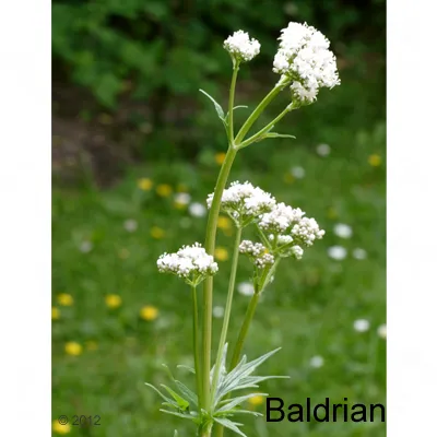 Flores blancas de la planta de valeriana sobre fondo verde, con el texto 'Baldrian' en la esquina inferior derecha.