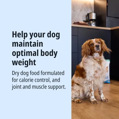 Crocchette per cani per il controllo del peso e il sostegno delle articolazioni e dei muscoli. Cane seduto accanto al sacchetto di cibo. Crocchette per cani per il controllo del peso e il sostegno delle articolazioni e dei muscoli. Cane seduto accanto al sacchetto di cibo.