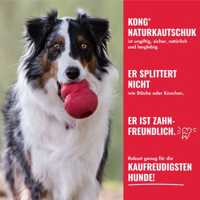 Caoutchouc naturel KONG : non toxique, sûr, naturel, durable, ne s’effrite pas, respectueux des dents, robuste pour les chiens les plus mordilleurs. Chien avec un jouet KONG rouge dans la gueule.