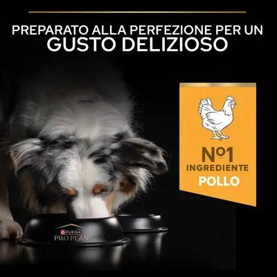 Purina Pro Plan. Ingrediente principale pollo. Cane che mangia dalla ciotola. Testo: Preparato alla perfezione per un gusto delizioso, Nº1 ingrediente pollo.