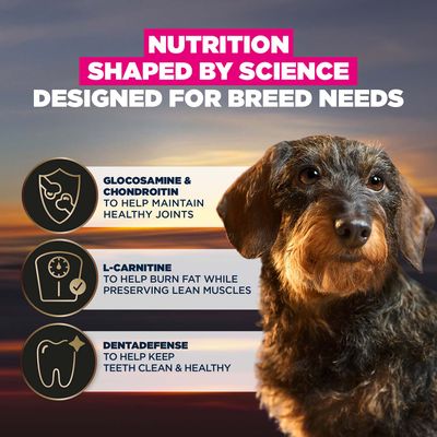 Eukanuba Adult Breed Care Specific Dachshund