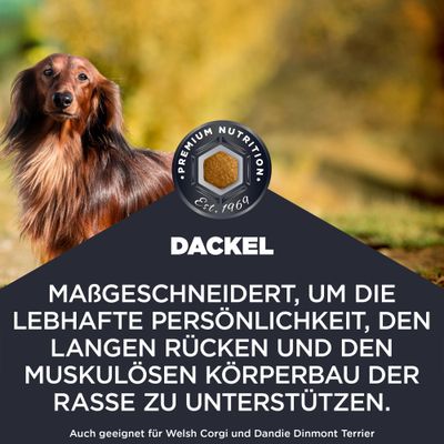 Dackel. Maßgeschneidert, um die lebhafte Persönlichkeit, den langen Rücken und den muskulösen Körperbau der Rasse zu unterstützen. Auch geeignet für Welsh Corgi und Dandie Dinmont Terrier.