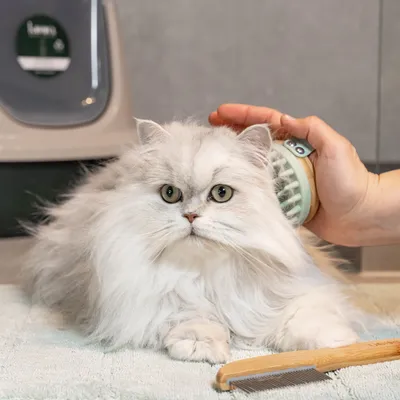 Gatto a pelo lungo viene spazzolato con una spazzola, accanto un pettine di legno. Accessori per la cura degli pet visibili.