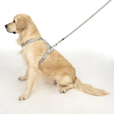 Hundegeschirr in Grau mit passender Leine, getragen von einem Hund. Geschirr mit verstellbaren Gurten und Metallring für sichere Befestigung.