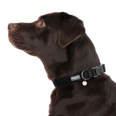 Nomad Tales Blush hundehalsbånd, ebony 