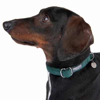 Hund med grønt halsbånd fra Nomad Tales, synlig metalring og vedhæng.
